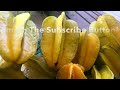 Grow a Star Fruit Tree Tips | Produce Fruit in chilly winter location | Averrhoa Carambola |