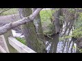 Throwing a large stick into a river in slow motion for no real reason