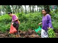 Geger!!panen jamur Limbah Sawit,Semua warga turun gunung