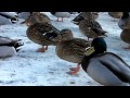 Gräsand - Mallard (Anas platyrhynchos)