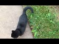 A Very Talkative Friendly Black Cat