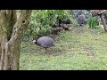 Birds - Guinea Fowl and RAVEN