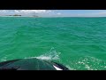 Passage Key to Egmont Key with sharks!