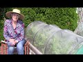Your Vegetable Garden Questions Answered! (2024)