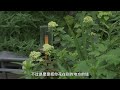 别冲动！看完再做小花园 | about my garden 园丁小饭