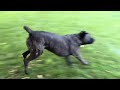 Water games with Cane Corso Nora