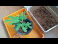 How to grow fig sprouts from cuttings