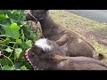 Nigerian Dwarf goats eating ivy