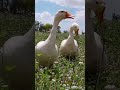 Waao Duck Sounds🦆|Ducklings 🦆🦆| #Ducksfarm #pets #Ducklings #Birdslife #waaovillageanimalbili