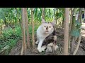 funny cats videos try not to laugh 🙀🙀 funny cats videos compilation #funnycats #cat #kitten