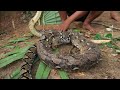 wonderfull easy trap snake by chicken small get big snake