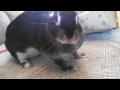 Bunny Eating Raspberries