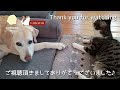 留守番する猫たちの様子を茶トラ猫の信長の首にカメラをつけて見てみた。