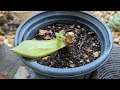 Fixing a deformed Echeveria Agavoides