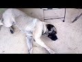 😂 Funny Guilty Dogs 🐶 Compilation #2