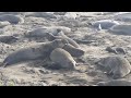 Male elephant seal with females and pups