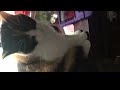 Cat thinks she’s up for adoption, cute, kids, funny