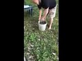Five gallon mud turtle
