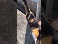 猫と散歩