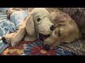 Tamale sleeping with his pup@faithsfarmlife1424