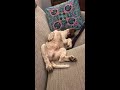 Welsh Springer Spaniel puppy sleeping