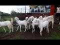 EID 2019 | RS GOAT FARM | Top quality and heavy  goats |