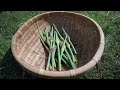 How To Harvest & Use Garlic Flowers/Scapes For A BONUS Harvest - Self Sufficiency Garden