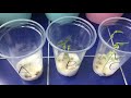 BASIC NEEDS OF PLANTS | WHAT DO PLANTS NEED TO GROW | MUNG BEAN SEEDS EXPERIMENT | MONGO SEEDS |