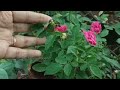 💯മുറ്റം നിറയെ റോസപ്പൂവിന് ഈ 7 കാര്യം മാത്രം | 7 Tips For Flowering Of Rose Plant | Rose Malayalam