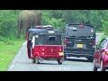 Wild Elephant Attack To Van And Brak The Door Passenger In Fear.