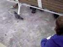 Little girl berates seagulls and demands manners!