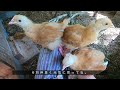 We made a chicken coop like this【Living with chickens】