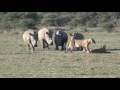Rhinos investigate a pride of lions on a kill