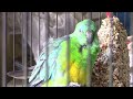 😍🦜RED RUMP PARROT CHATS AWAY LIKE THIS FOR HOURS🦜