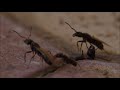 Queen Ants being transported to a new home - Tamron 90mm Macro video test