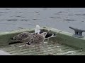 Seagull adolescents asking Mom for dinner!