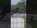 Maggies Struggles ( crow with a vengance)🤣