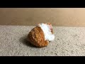 Spinning Hamster Stop Motion