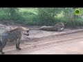 Hyena ने गलत जानवर से पंगा ले लिया | When Hyenas Messed with the Wrong Opponent