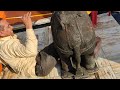 Amarnathkar Elephant 🐘