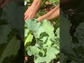 Kale Party 🎉🎊🍾🪩🎈 #garden #growth #permaculture #agriculture #plants #2023