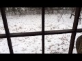 Two lil white dogs first snow: freakout!!!
