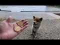 [Noto] R6.6.2 6:00 Shiba Inu Taro walks around Kujuku Bay campsite in light rain🐾