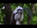 Amazon Jungle 4k - Rainforest Wild Animals | Relaxation film With Relaxing Music