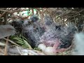 Feathered Family Chronicles Day 9: A Heartwarming Journey of Bird Parents Raising Their Newborns