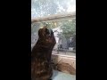 Smart Gecko vs House Cat