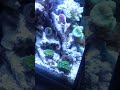 Fluval spec 3 nano reef