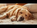 10 HOURS of Dog Calming Music🦮💖Dog Relax Music🐶🎵Anti Separation Anxiety Relief Music⭐Healing Music