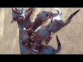 cats video Baby cute