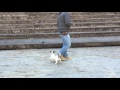 Jack Russell Terrier basic obedience training